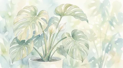 モンステラの花言葉は？観葉植物に込められた嬉しい意味をご紹介！
